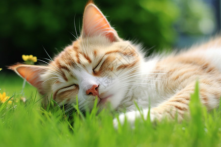 草坪上熟睡的猫咪背景图片