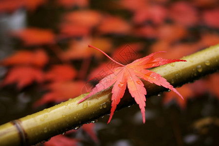 秋日红枫落叶跳竹竿高清图片