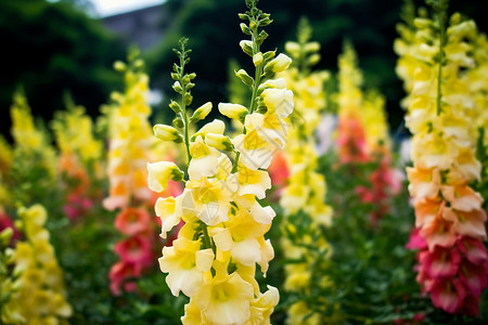 夏日的花海金鱼草花高清图片