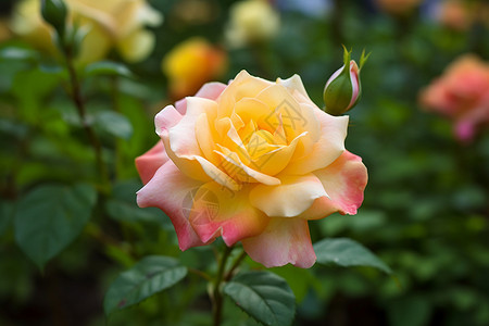 花园里的玫瑰高清图片