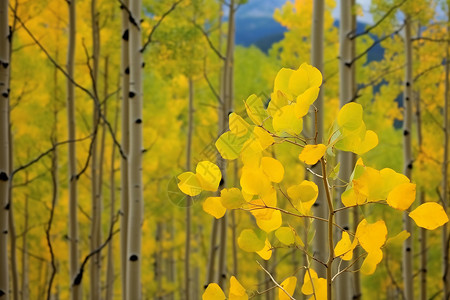 秋天的杨树金黄色的森林背景