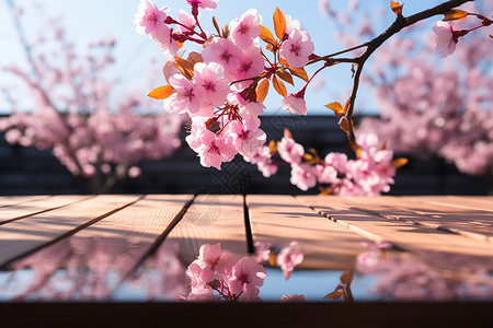 粉红花朵与木板背景图片