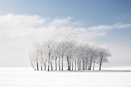 积雪覆盖的树背景图片