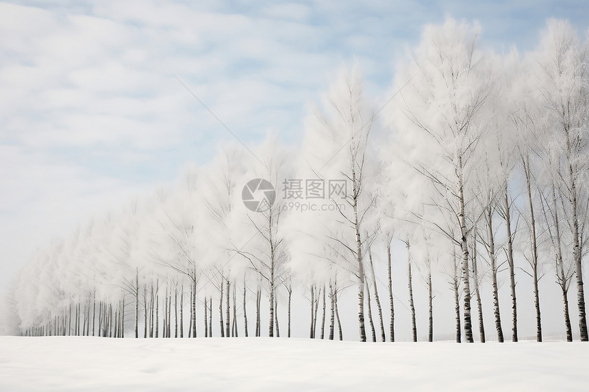 雪地里的一排树图片