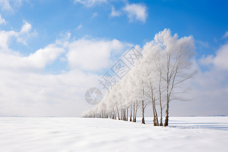 白雪树白雪中的树林背景