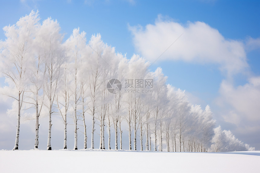 冬日白雪中的树林图片