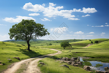 田野上的小树背景图片