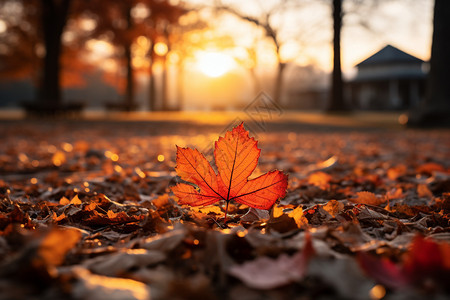 秋季阳光明媚的森林公园景观背景图片