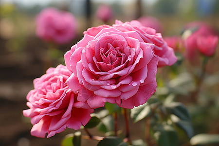 夏季花园中绽放的粉色玫瑰背景图片