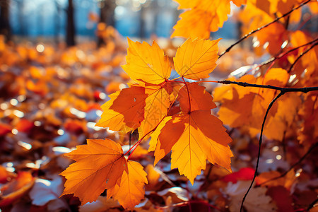 秋叶飘落森林静谧背景图片