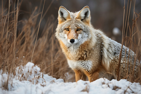 雪地上雪狐冬天里的雪狐背景