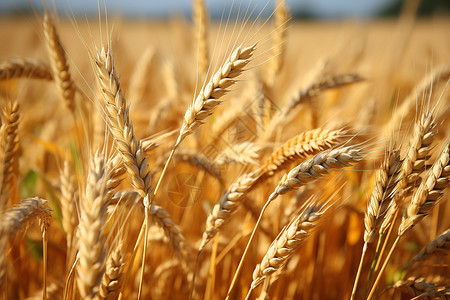 田地里的庄稼麦穗背景图片