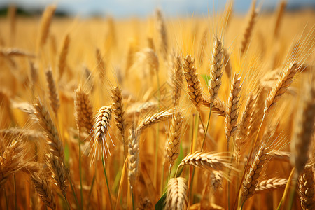 丰收之美的秋季稻田背景图片