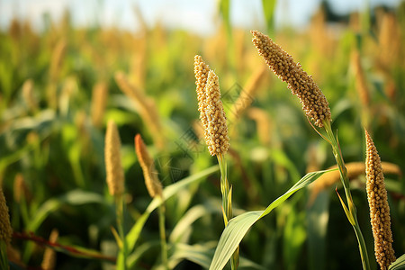 户外的玉米田背景图片