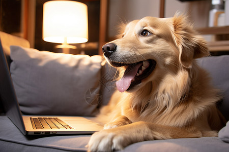 舌头发黄沙发上可爱的狗狗背景