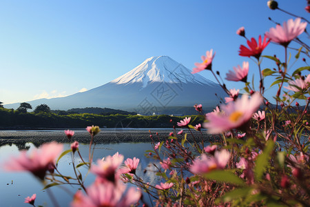 富士山前的花海背景图片