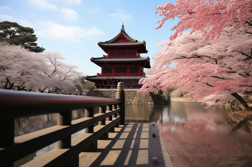 樱花和木桥图片
