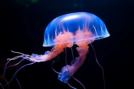 水下的一只水母背景图片