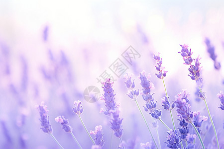 紫色薰衣草插画背景图片