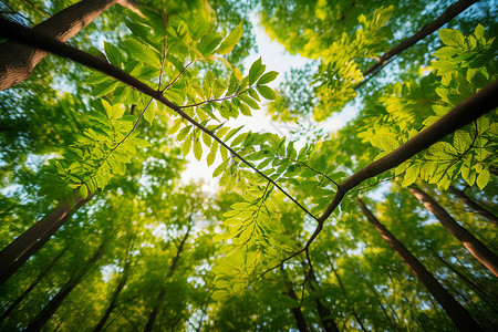 夏日绿荫美景高清图片