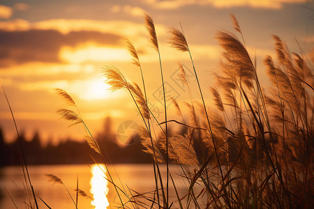 自然野草水面上的夕阳背景