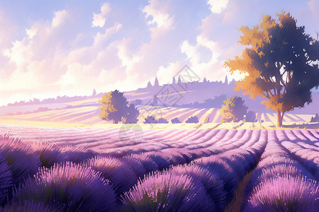紫色的花田背景图片