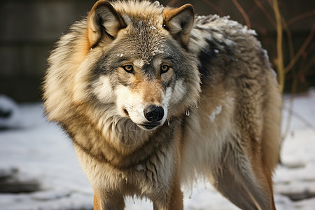 寒冬中的孤狼背景图片
