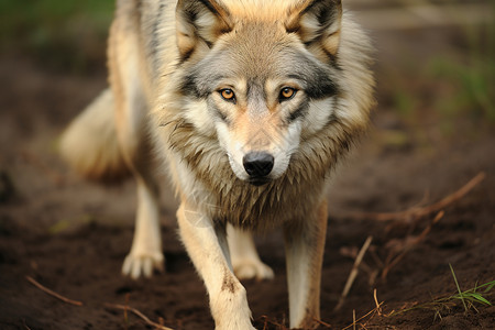 户外荒野中强壮的野狼背景图片