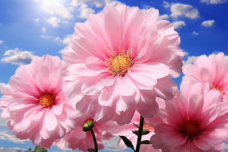 三朵粉色花朵背景图片