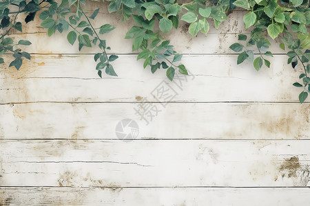 木板墙壁上的绿叶背景图片
