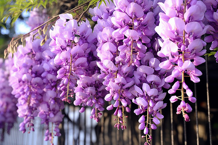 花朵藤蔓紫藤垂挂背景