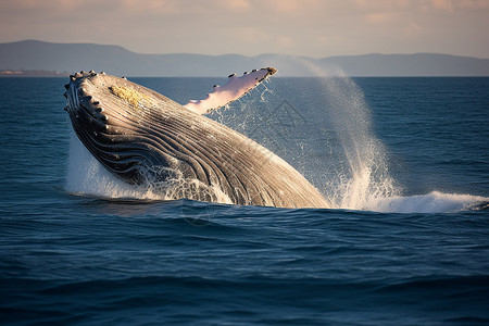 海洋的鲸鱼背景图片