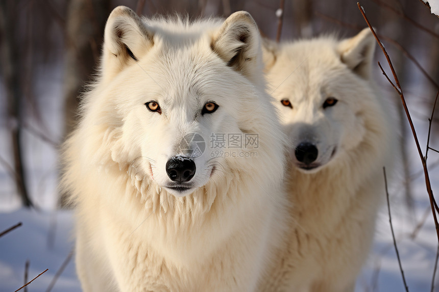 雪地的两只白狼图片