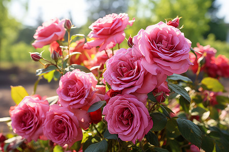 花园中绽放的粉色玫瑰花背景图片