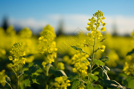 美丽的油菜花花海背景图片