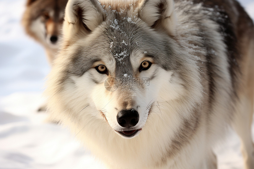 冬季雪地中的孤狼图片