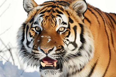 觅食的老虎背景图片