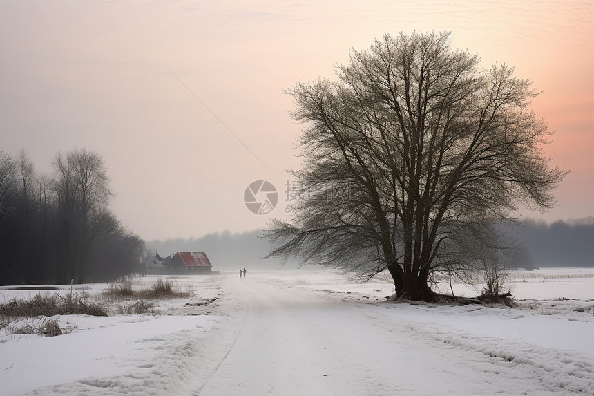 寒冷冬季田野中的枯树图片