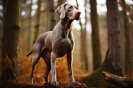 勇猛秋季森林中的威玛纳犬背景