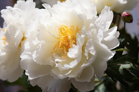 阳光下的白色牡丹花背景图片
