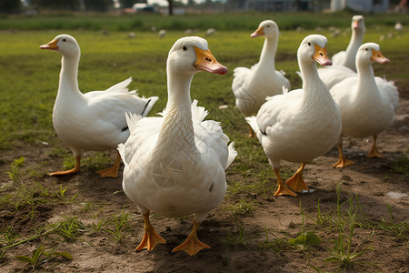 养殖鸭子草地上的鸭子背景