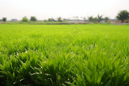 翠绿悠然的夏季草地背景图片