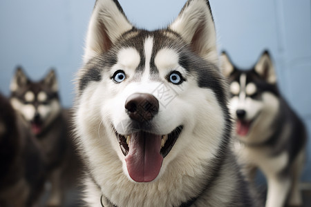笑容可爱的哈士奇犬背景图片