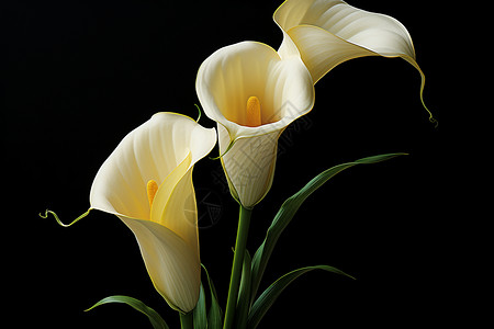 三朵白色花卉高清图片