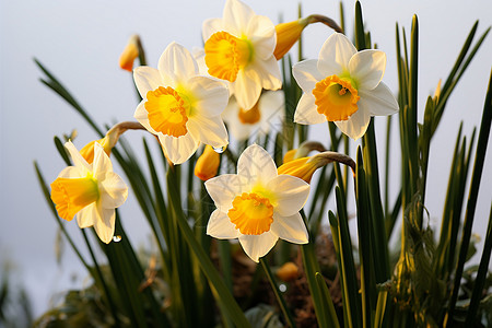 春天里盛开的花朵背景图片