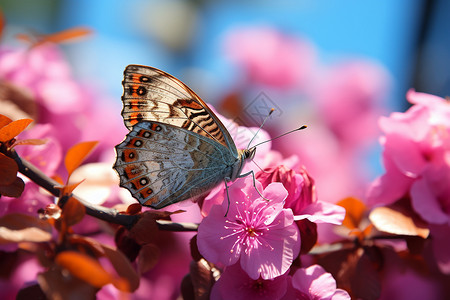 蝴蝶停在粉色花朵上背景图片