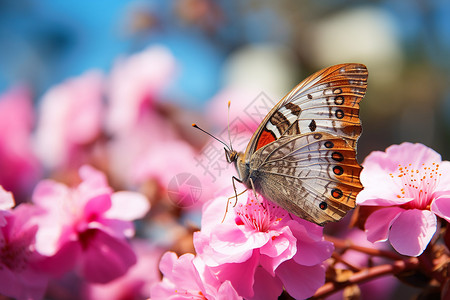 蝴蝶与花背景图片