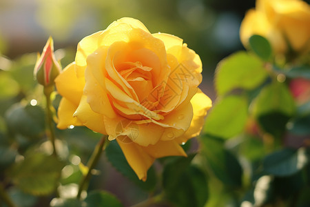 花海中的黄玫瑰背景图片