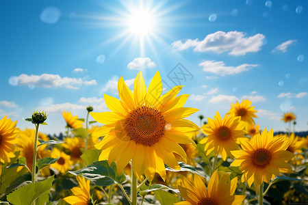 手绘植物向日葵阳光穿过云层照耀在花朵上背景