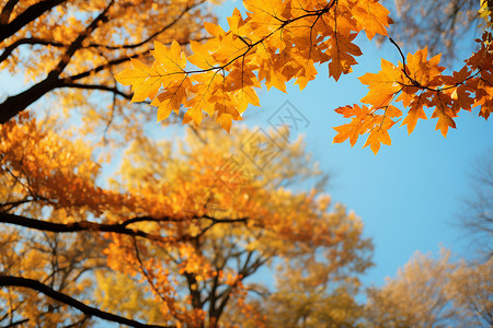秋日的蓝天白云背景图片